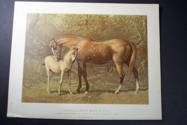 Mare & Foal
