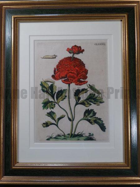 Maria Sybilla Merian Metamorphosis Insects of Europe 1730 FR1$500.
