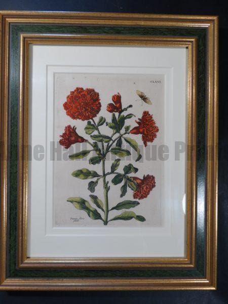 Maria Sybilla Merian Metamorphosis Insects of Europe 1730 FR3 $500. Pommegranite