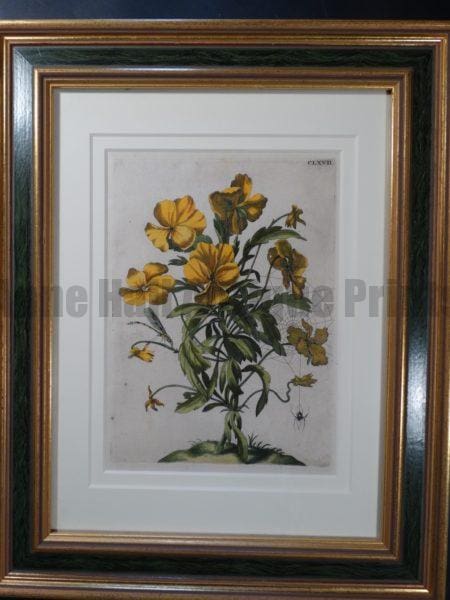 Maria Sybilla Merian Metamorphosis Insects of Europe 1730 FR4 $500.