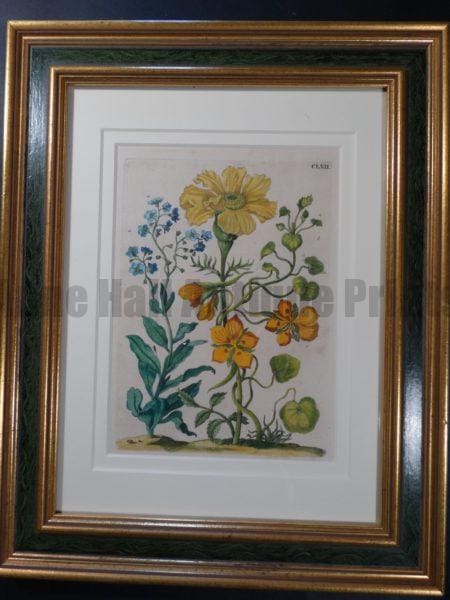 Maria Sybilla Merian Metamorphosis Insects of Europe 1730 FR5 $500.