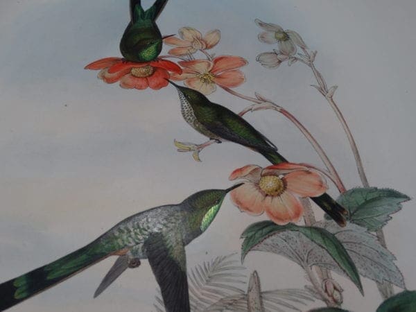 Our exquisite originally hand-colored lithographs from A Monograph of the Trochilidae