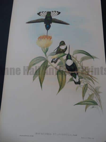 John Gould Hummingbirds Boi'rcieria Fulgidigula