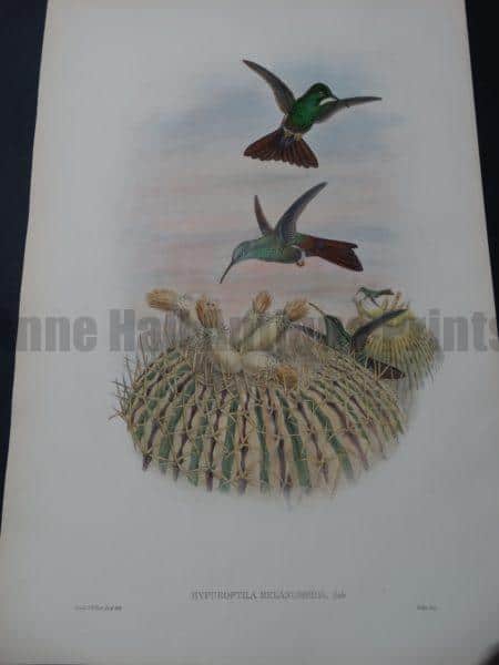 John Gould Hummingbirds Iiypuroptila Melanorrhoa