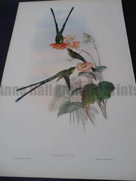 John Gould Hummingbirds Lesbia Nuna