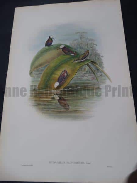 John Gould Hummingbirds Microchera Parvirostris