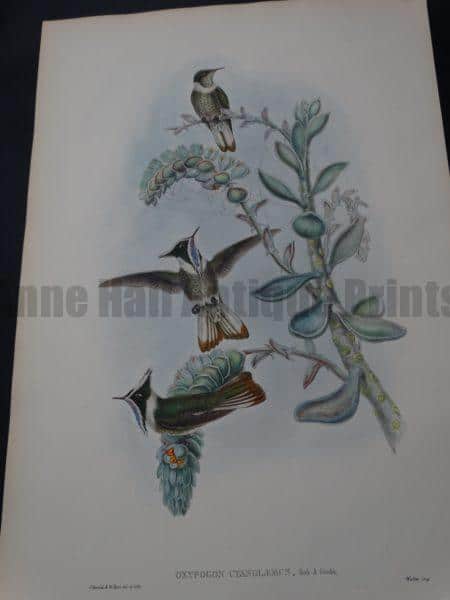 John Gould Hummingbirds Oxypogon Cyanolaemus