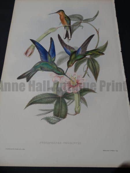 John Gould Hummingbirds Pterophanes Temmincki
