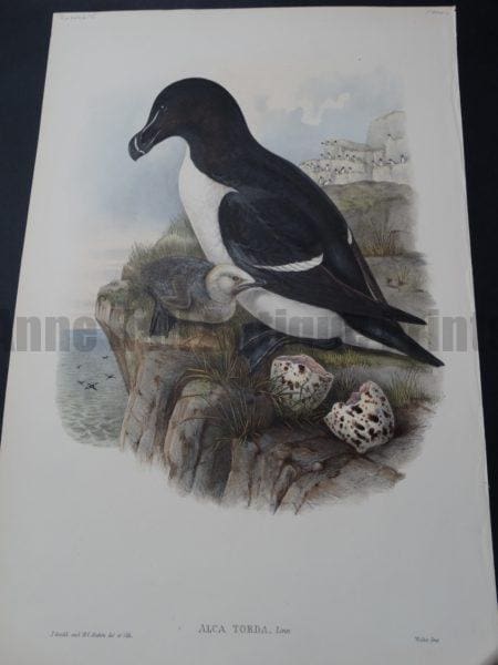 razorbill lesser auk seabird