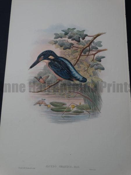 Blyth's kingfisher watercolor lithograph