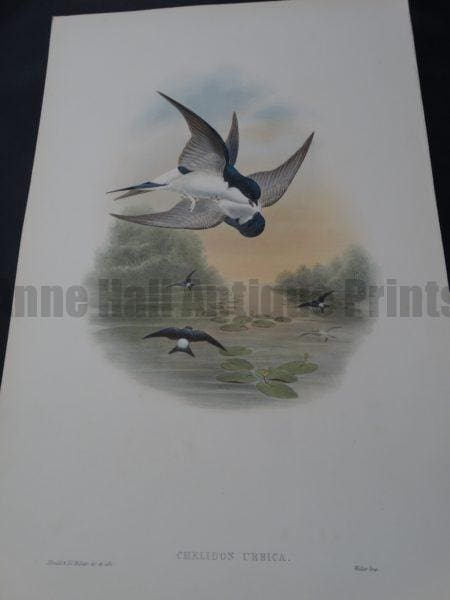 common house swallow