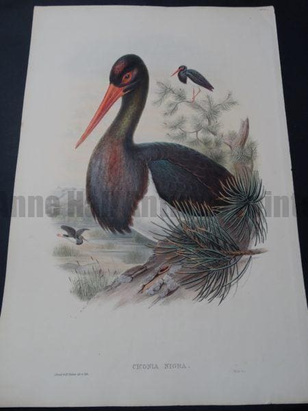 Black Stork, family Ciconiidae, a wading & shore birds kind of water birds