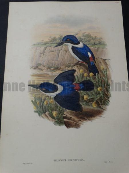 Blue Kingfisher white collar