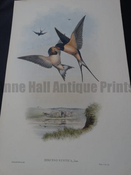 Barn Swallows Feeding in Flight