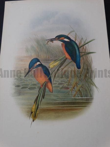 Green Kingfisher Alcedinidae