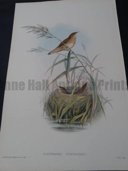Savi's warbler Locustella luscinioides)