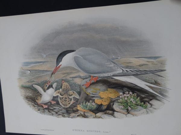common tern black headed