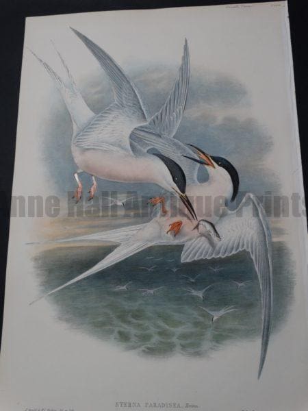 Laridae Artic Tern