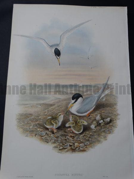 sterna black headed tern