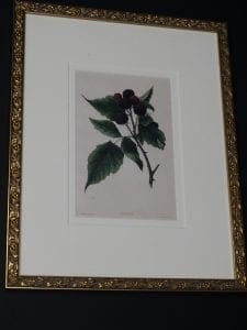 antique lithograph framed berries