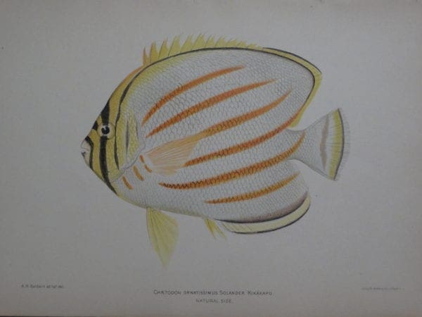 Kikakapu, 1903. $125.