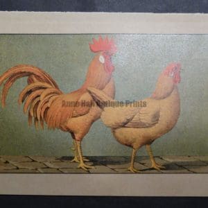 Kramer Poultry Chromolithograph 37