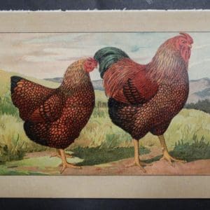 Kramer Poultry Chromolithograph 28