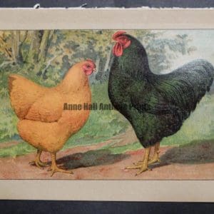 Kramer Poultry Chromolithograph 27