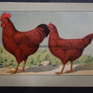 Kramer Poultry Chromolithograph 26