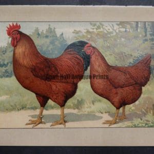 Kramer Poultry Chromolithograph 24