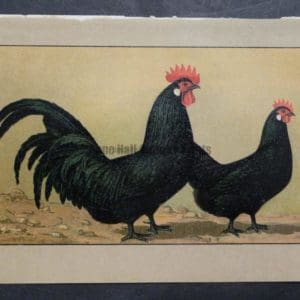 Kramer Poultry Chromolithograph 23