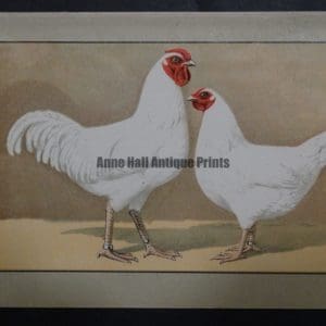 Kramer Poultry Chromolithograph 39