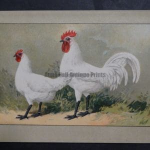 Kramer Poultry Chromolithograph 38