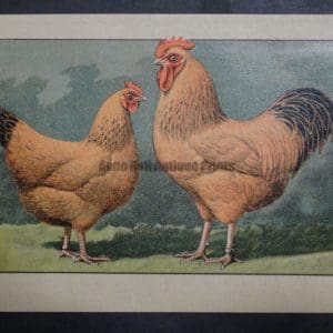 Kramer Poultry Chromolithograph 35