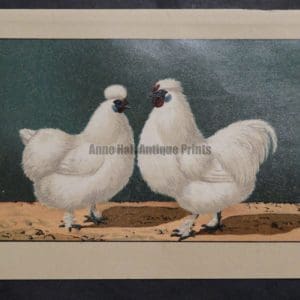 Kramer Poultry Chromolithograph 34