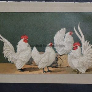 Kramer Poultry Chromolithograph 32