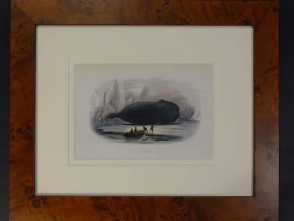 La Baleine. Framed hand-colored lithograph, 1809-1865.