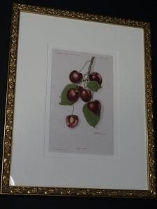 cherries antique litho framed