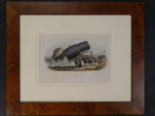 Le Physale Cylindrique. Framed hand-colored lithograph, 1809-1865. 14" x 17"