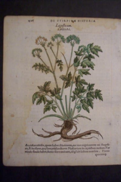 Ligufticum, 1560. $60.