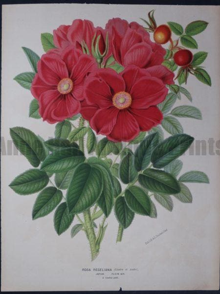 Large, beautiful, antique lithograph, over 100 years old, of intense pink rose. Linden Rosa Regeliana. Purchase for $150., valued at $250.