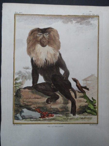 Lion Monkey. Buffon.