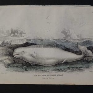 Lizar Whales Beluga or White Whale Pl 13