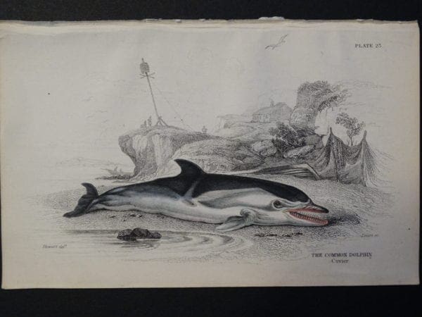 Lizar Whales Common Dolphin Pl 23