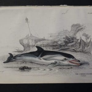 Lizar Whales Common Dolphin Pl 23