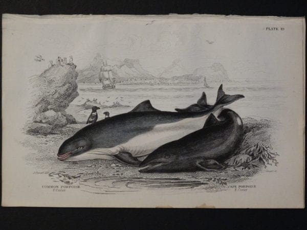 Lizar Whales Common Porpoise Pl 19