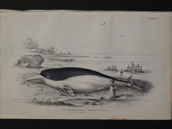 Lizar Whales Delphinapterus of Peron Pl 16