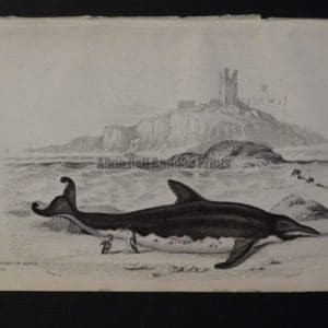 Lizar Whales Delphinorynchus of Breda Pl 27