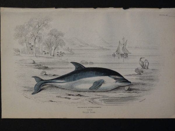 Lizar Whales Delphinus Supercilosus Pl 26