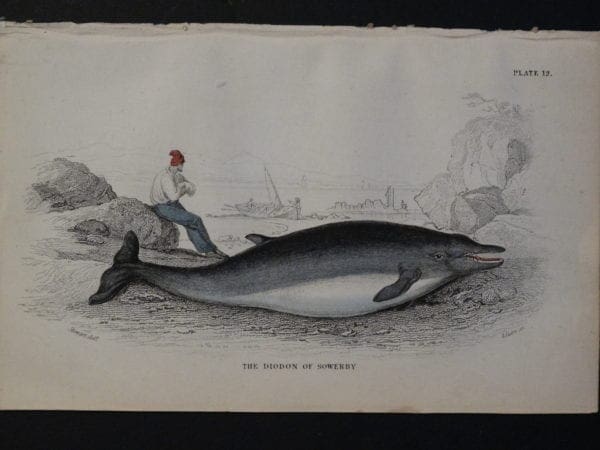 Lizar Whales, Diodon of Sowerby Pl 12, engraving over 100 years old.